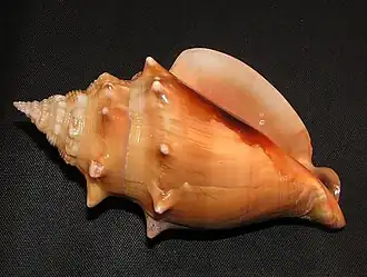 A concha de Strombus alatus Gmelin, 1791, de espécime vindo de Marco Island, Flórida, Estados Unidos. Observe a borda suave e arredondada de seu lábio externo, detalhe que a diferencia da espécie Strombus pugilis Linnaeus, 1758.[1][2]