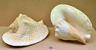 Titanostrombus goliath (Schröter, 1805)[28]