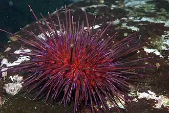 Espécime fotografado no Canadá.