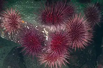 Grupo de ouriços (Canadá).