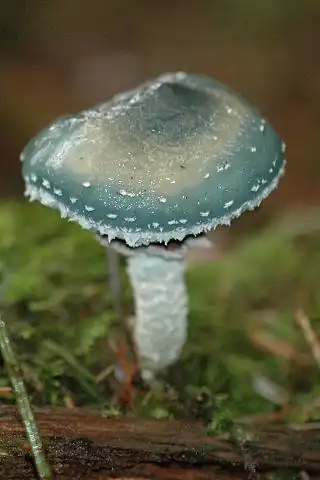 Stropharia aeruginosa