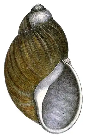 Desenho de uma concha de M. popelairianus