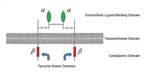 Esboço de uma estrutura de receptor ligada a enzima (estrutura de IGF-1R).