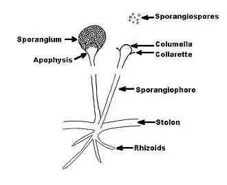 Diagrama esquemático de Rhizopus spp.
