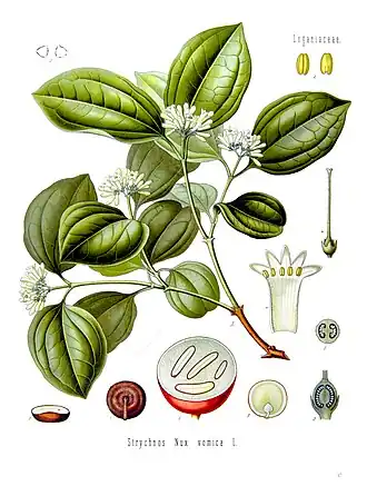 Strychnos nux-vomica, ilustração por Koehler, 1887