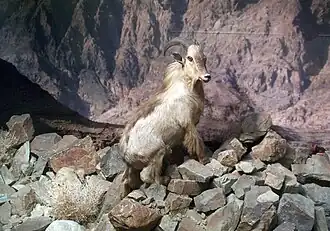 Tahr-árabe taxidermizado, no Museu de História Natural de Omã