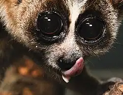 Um close-up de um loris lento lambendo o nariz e a sublingua saindo por baixo dele.