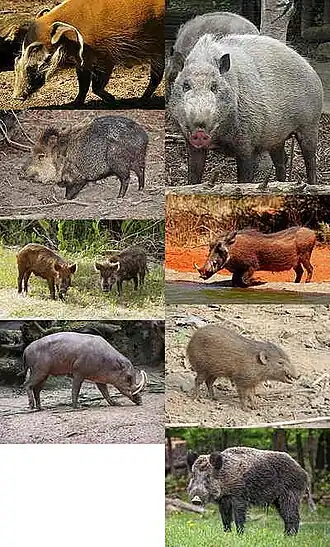 Oito espécies suínas (sentido anti-horário a partir do canto superior esquerdo): porco-vermelho (Potamochoerus porcus), caititu ( Dicotyles tajacu ), porcos domésticos (Sus scrofa domesticus), babirussa-das-celebes-do-norte (Babyrousa celebensis), javali (Sus scrofa), porco-pigmeu (Porcula salvania ), javali-africano (Phacochoerus africanus), e porco barbudo de Bornéu (Sus barbatus)