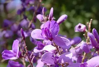 Flor de Pterodon emarginatus