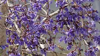 Flores de Bowdichia virgilioides