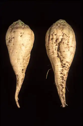 Duas beterrabas-sacarinas - a da esquerda foi seleccionada para ter pele mais lisa, aprisionando menos solo aquando da apanha.