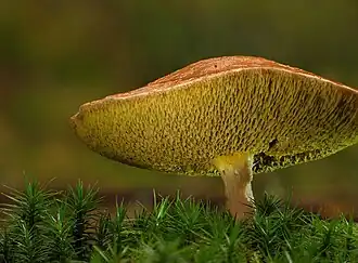 Suillus bovinus Bosques de pinheiros, Galícia, Espanha