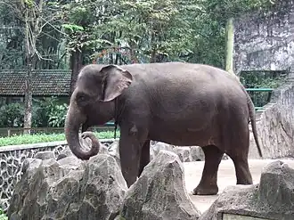 Um elefante de sumatra fêmea no Zoológico de Ragunan em Jacarta na Indonésia.