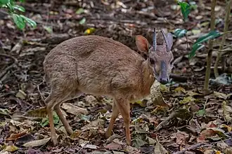 Suni (Nesotragus moschatus) na ilha Changuu, na Tanzânia