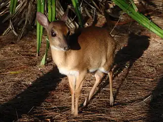 Suni (Nesotragus moschatus) na ilha Mnemba, na Tanzânia