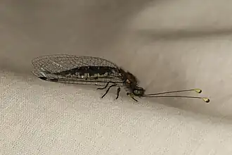 Ascalaphidae da espécie Suphalomitus difformis.