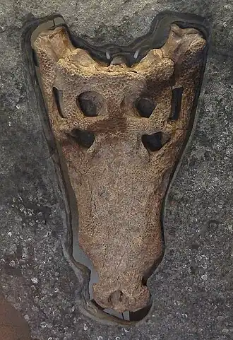 Crânio holótipo do "Crocodilo de Swanage&nbsp;[en]", G. kiplingi, em exibição no Museu de Dorset. Idade Berriasiana (início do Cretáceo).