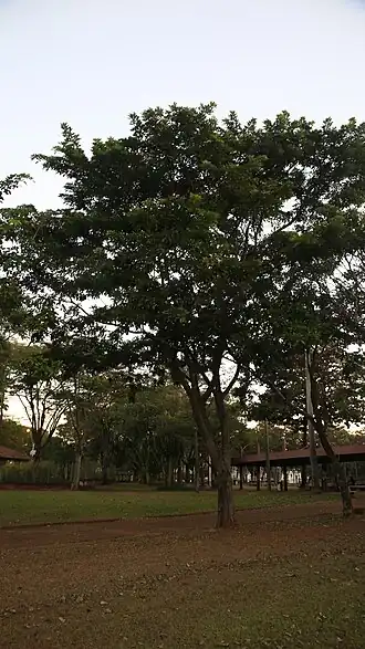 S. langsdorffii do CB unicamp, Campinas - SP, Brasil.