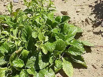 Symhyandra hofmannii