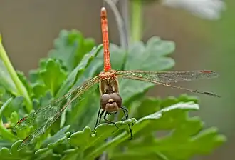 Sympetrum nigrifemur