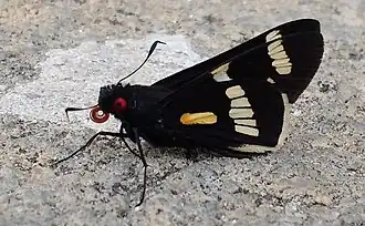 S. elana elana em Caetité, Bahia.