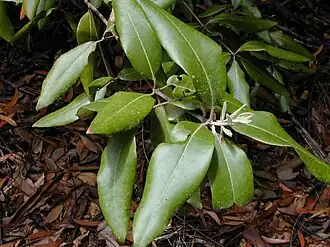 Syncarpia glomulifera