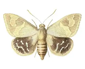 Synpalamides chelone