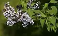 Syringa reflexa