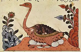 Avestruz-árabe numa ilustração do Livro dos Animais de Aljaiz, Síria, século XIV