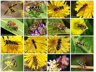 Poster com 16 espécies de moscas-das-flores (Syrphidae).