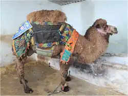 F1 híbrido (tülü)