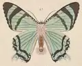 ilustração, em vista inferior, de Alcides agathyrsus, publicada por Kirsch, seu catalogador, no livro Beiträge zur kenntniss der Lepidopteren-fauna von Neu Guinea.