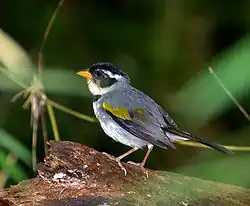 Tico-tico-de-bico-amarelo (Arremon flavirostris)
