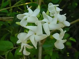 T. catharinensis em Imbituba - SC, Brasil
