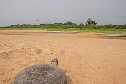 Tabuleiro de Monte Cristo, Pará (40365439711)