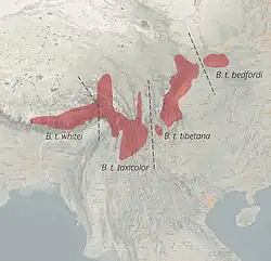 Distribuição do takin-chinês inclui B. t. tibetana e B. t. bedfordi