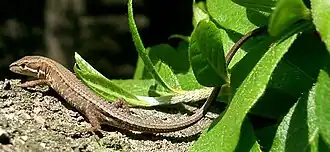 Takydromus tachydromoides