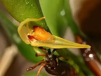 Talpinaria hitchcockii