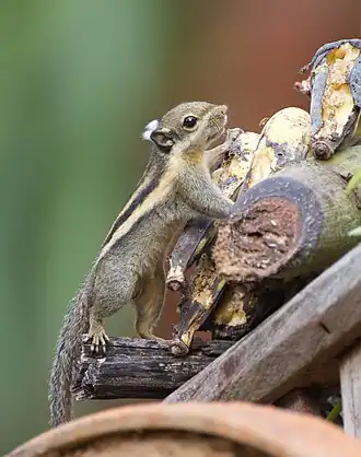 Tamiops mcclellandii