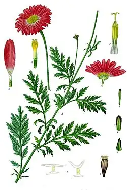 Tanacetum coccineum (Willd.) Grierson [syn.: Chrysanthemum Marschallii Aschers]