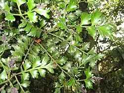 Phyllocladus trichomanoides