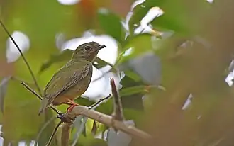 Fêmea avistada em Pequiá, no Espírito Santo, no Brasil
