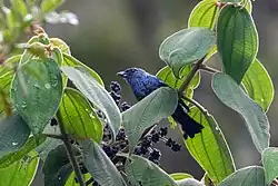 Indivíduo de Tangara vassorii alimentando-se de frutos de uma Melastomataceae.