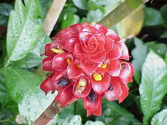 Tapeinochilos ananassae