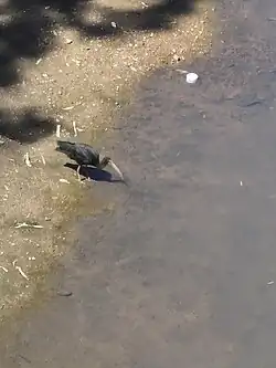 Tapicuru (de um possível *tapikuru do tupi) no Arroio Bagé