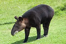 Tapirus pinchaque