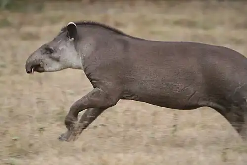 Uma anta correndo em uma paisagem de vegetação herbácea seca.