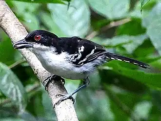 Espécime macho de choró-boi (Taraba major) em Bonito, Mato Grosso do Sul, Brasil.
