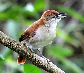Espécime fêmea de choró-boi (Taraba major) em Bonito, Mato Grosso do Sul, Brasil.