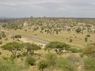 Parque Nacional de Tarangire, na Tanzânia.